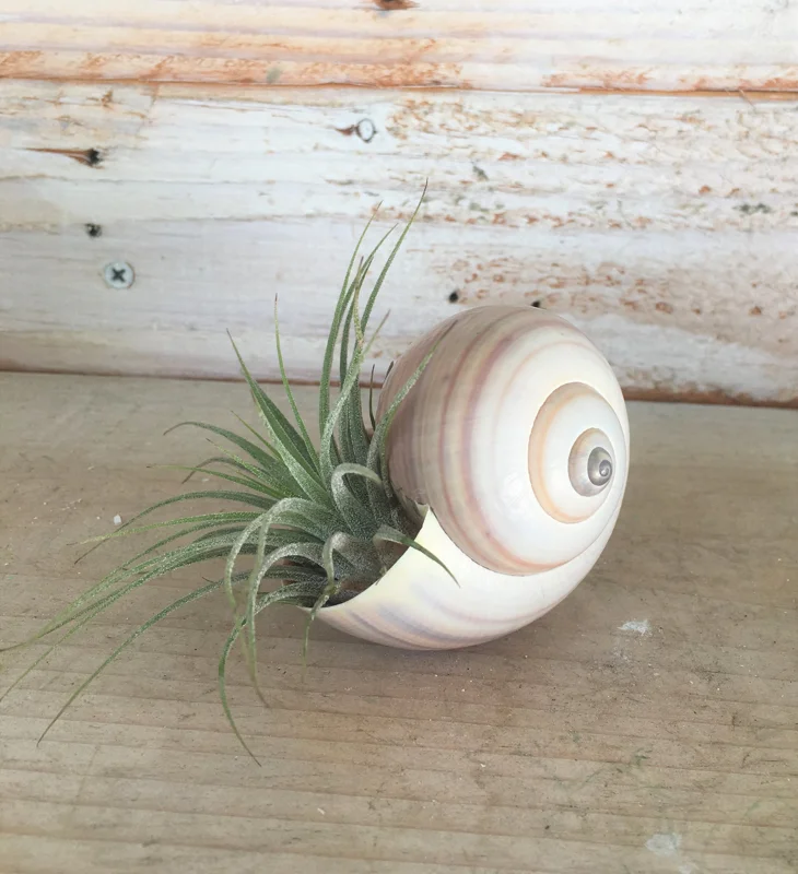 Iona Tillandsia Air Plant Shell Garden - Live Plant, Snail Seashell Planter - Image 2