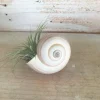 Iona Tillandsia Air Plant Shell Garden - Live Plant, Snail Seashell Planter - Image 1