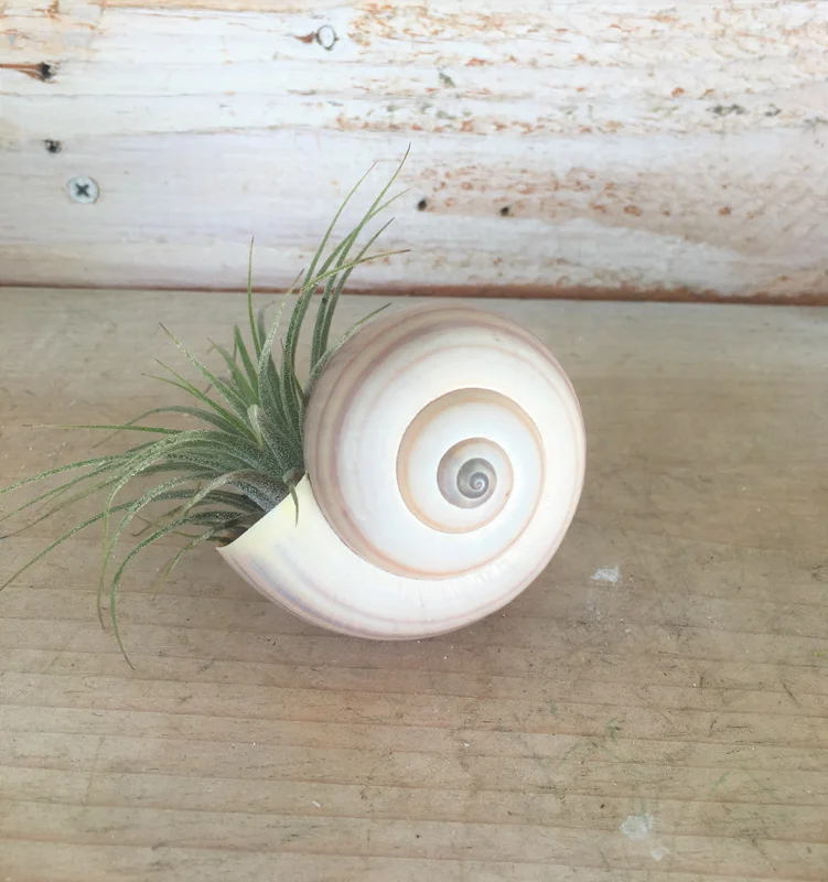 Iona Tillandsia Air Plant Shell Garden - Live Plant, Snail Seashell Planter - Image 1