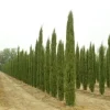 Italian Cypress Live Plant – Cupressus Sempervirens Stricta – 12-18 inch Starter Plant – Outdoor Evergeen - Image 1