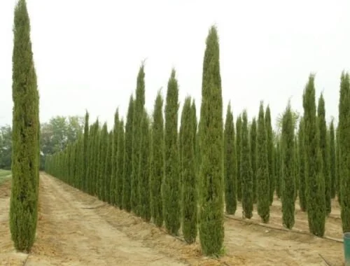Italian Cypress Live Plant – Cupressus Sempervirens Stricta – 12-18 inch Starter Plant – Outdoor Evergeen - Image 1