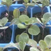 Jade E Cross Brussel Sprouts Live Plants – 6 Pack, 4 inches Tall, 75+ Days Old - Image 1