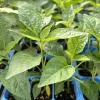 Jalapeno Pepper Live Plants - Green Chili Hot Pepper, Lot of 3, Vegetative Stage - Image 1
