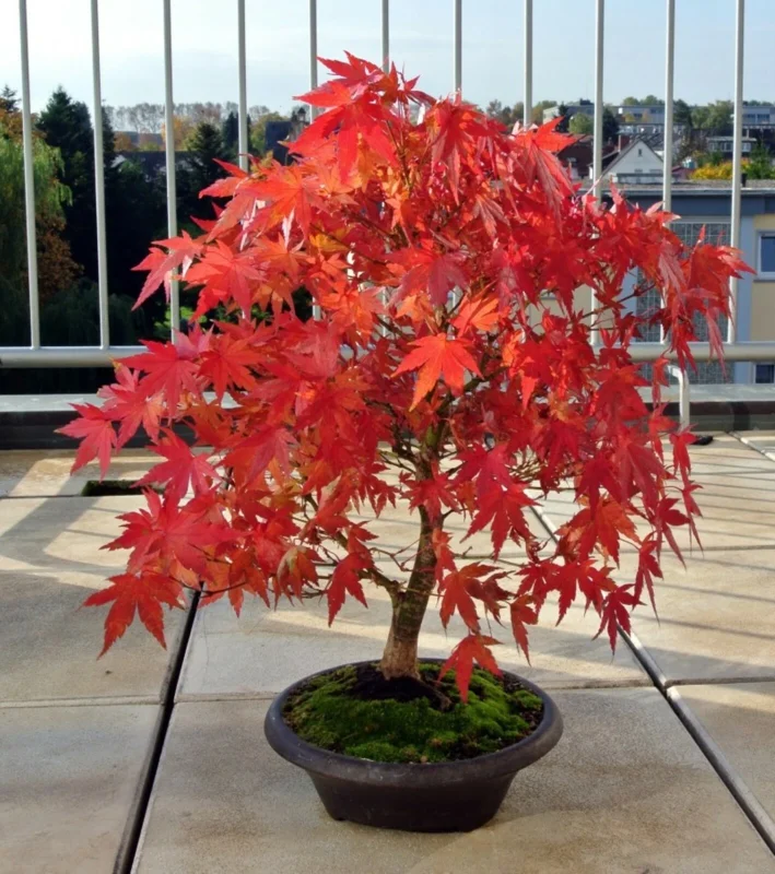 Japanese Maple Bonsai Live Plant or Seeds - Acer palmatum - Indoor/Outdoor - Image 2