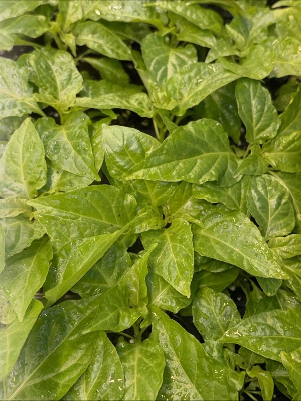 Jay's Peach Ghost Scorpion Super Hot Pepper Live Plants - 3 Pack, 75+ Days Old, Vegetative Stage - Image 2