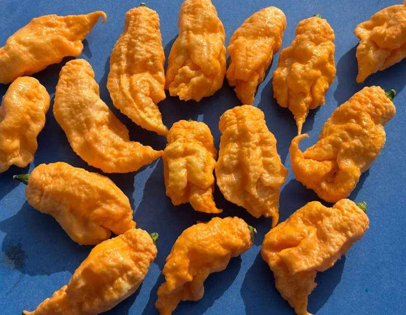 Jay's Peach Ghost Scorpion Super Hot Pepper Live Plants - 3 Pack, 75+ Days Old, Vegetative Stage - Image 3