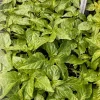 Jay's Peach Ghost Scorpion Super Hot Pepper Live Plants - 3 Pack, 75+ Days Old, Vegetative Stage - Image 1