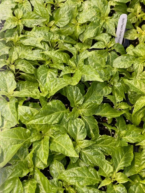 Jay's Peach Ghost Scorpion Super Hot Pepper Live Plants - 3 Pack, 75+ Days Old, Vegetative Stage - Image 1
