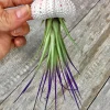 Jellyfish Air Plant Hanger - Purple Tricolor Tillandsia (Live Plant) - Sea Urchin Shell - Indoor Decor - Image 1