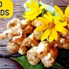 Jerusalem Artichoke Sunchoke Seeds - Helianthus Tuberosus - Yellow Flower - 20 Seeds - Image 1