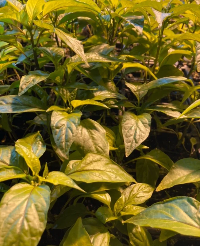 Jimmy Nardello Red Sweet Italian Pepper Live Plants - Lot of 3, Vegetative Stage - Image 2