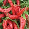 Jimmy Nardello Red Sweet Italian Pepper Live Plants - Lot of 3, Vegetative Stage - Image 1