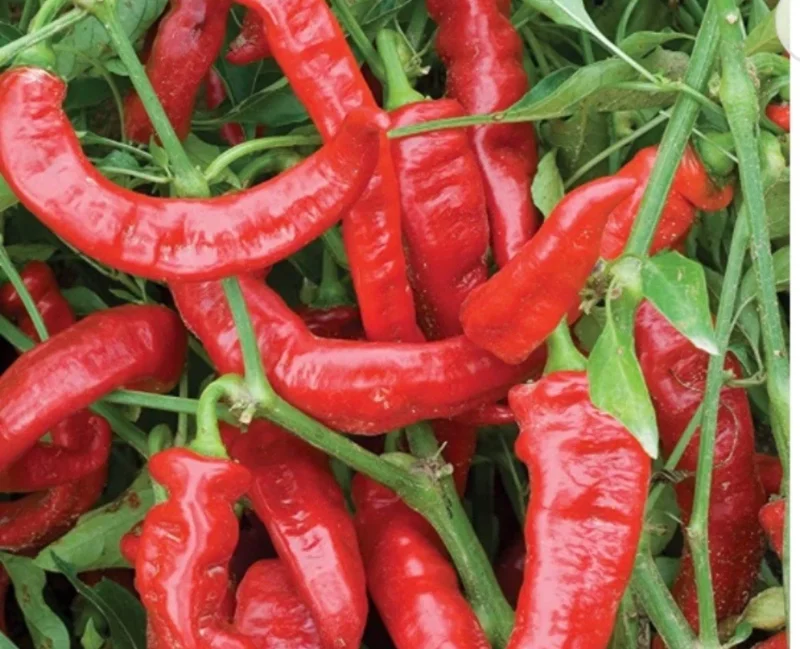 Jimmy Nardello Red Sweet Italian Pepper Live Plants - Lot of 3, Vegetative Stage - Image 1