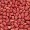 Jumbo Peanut Seeds for Planting - Heirloom, Non-GMO, 50+ Seeds - Image 1