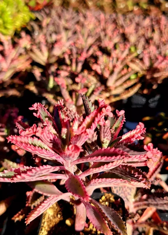 Kalanchoe Pink Butterflies Seeds - Mother of Thousands Succulent - 25 Seeds Indoor/Outdoor - Image 2