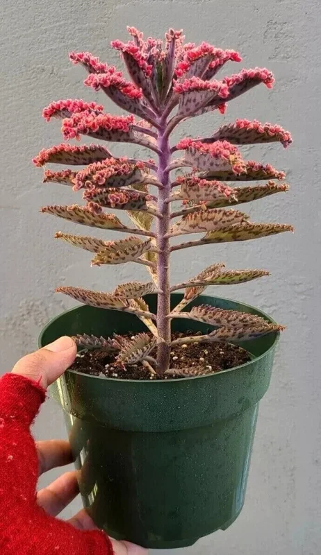 Kalanchoe Pink Butterflies Seeds - Mother of Thousands Succulent - 25 Seeds Indoor/Outdoor - Image 3