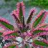 Kalanchoe Pink Butterflies Seeds - Mother of Thousands Succulent - 25 Seeds Indoor/Outdoor - Image 1