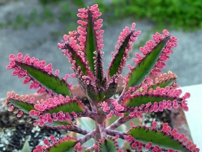 Kalanchoe Pink Butterflies Seeds - Mother of Thousands Succulent - 25 Seeds Indoor/Outdoor - Image 1