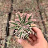 Kalanchoe Pink Butterfly Live Succulent Plant - Variegated Foliage, 2'' or 4'' Pot, Indoor - Image 1