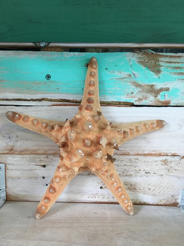 Knobby Brown Starfish Coastal Decor - 8-9 Inch Natural Dried Starfish Accent - Image 2