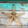 Knobby Brown Starfish Coastal Decor - 8-9 Inch Natural Dried Starfish Accent - Image 1