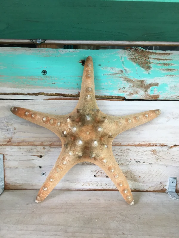 Knobby Brown Starfish Coastal Decor - 8-9 Inch Natural Dried Starfish Accent - Image 1