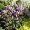 Korean Lilac 'Palibin' Live Plant – Fragrant Shrub – 6 Inch Starter Pot – Outdoor - Image 1