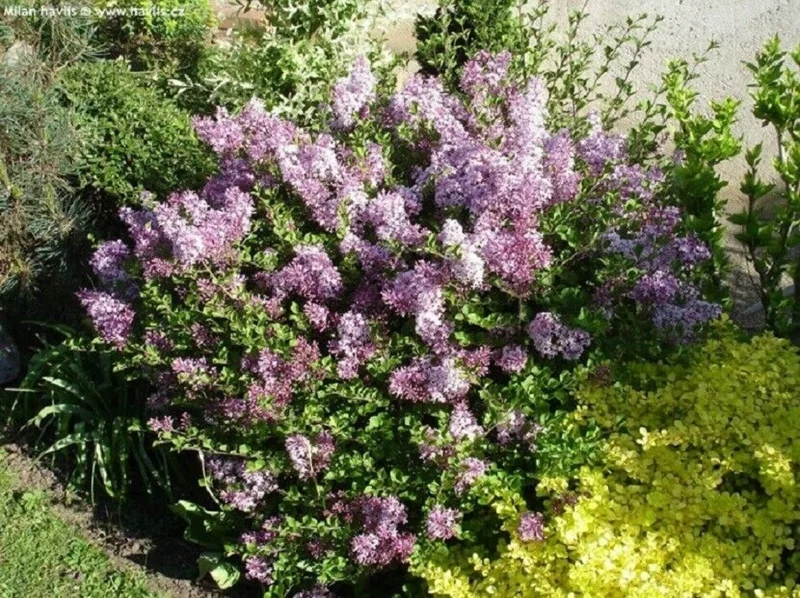 Korean Lilac 'Palibin' Live Plant – Fragrant Shrub – 6 Inch Starter Pot – Outdoor - Image 1
