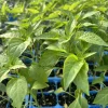 Kung Pao Chili Pepper Live Plants - Super Hot, 3 Pack, 75 Days Old, Red - Image 1