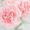 La France Carnation Seeds - Pink Dianthus Flower Seeds, Non-GMO, 30+ Seeds, Indoor/Outdoor - Image 1