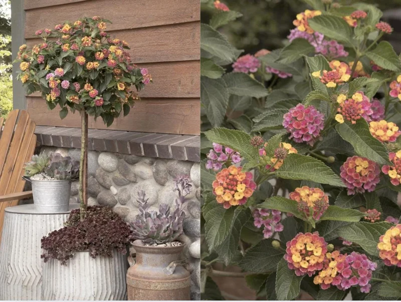 Lantana Live Starter Plant - Tender Perennial Flower for Garden & Pot - Heat Tolerant - Image 4