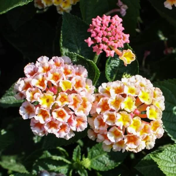 Lantana Live Starter Plant - Tender Perennial Flower for Garden & Pot - Heat Tolerant - Image 5