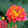 Lantana Live Starter Plant - Tender Perennial Flower for Garden & Pot - Heat Tolerant - Image 1