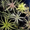 Large Air Plant Mix Live Plant - Easy Care Tillandsia - Set of 5 Tillandsia Air Plants, 4-8 inches - Image 1
