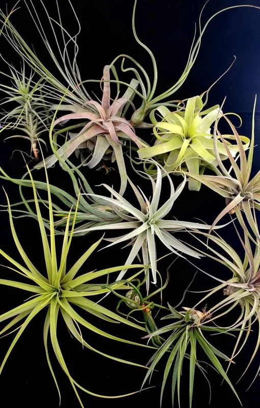 Large Air Plant Mix Live Plant - Easy Care Tillandsia - Set of 5 Tillandsia Air Plants, 4-8 inches - Image 1