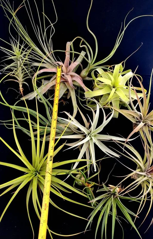 Large Air Plant Mix Live Plant - Easy Care Tillandsia - Set of 5 Tillandsia Air Plants, 4-8 inches - Image 2