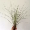 Large Juncea Air Plant - Tillandsia juncea Live Plant 12-18 in, Indoor - Image 1