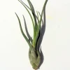 Large Medusa Air Plant - Tillandsia caput medusae Live Plant - 6-10 inches - Indoor - Image 1