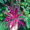 Large Pink Capitata Air Plant Live Tillandsia - 4-6 Inch Tall Indoor Outdoor - Image 1