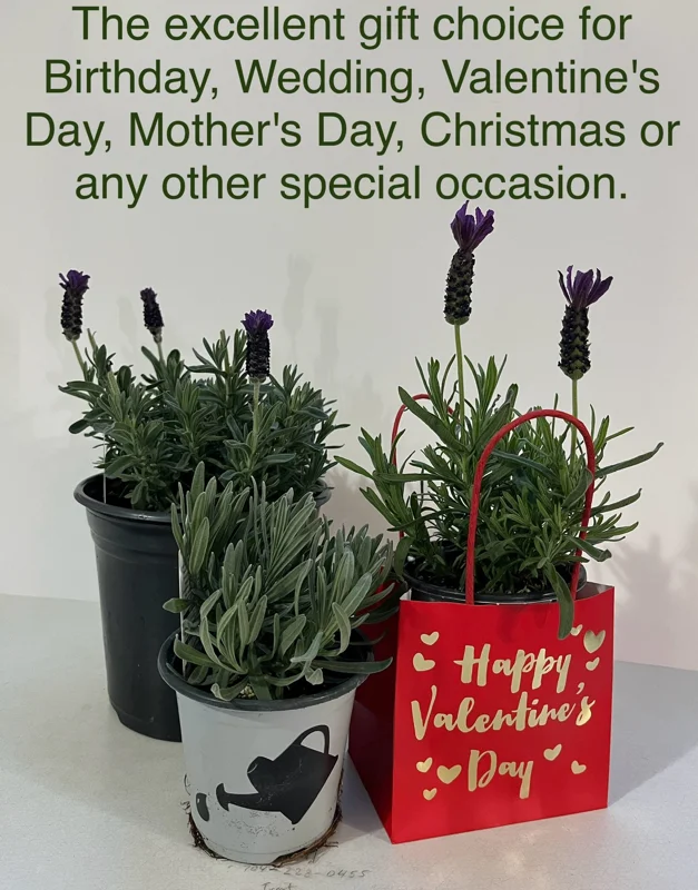 Lavandula Stoechas Spanish Lavender Live Plant, Fragrant Shrub, 4 inch Pot - Image 10