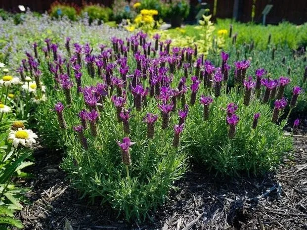 Lavandula Stoechas Spanish Lavender Live Plant, Fragrant Shrub, 4 inch Pot - Image 4