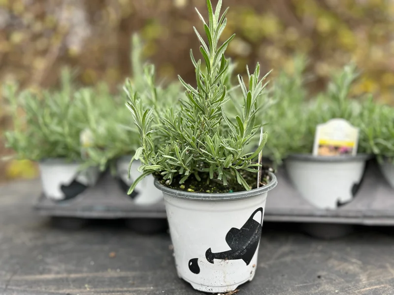 Lavandula Stoechas Spanish Lavender Live Plant, Fragrant Shrub, 4 inch Pot - Image 5