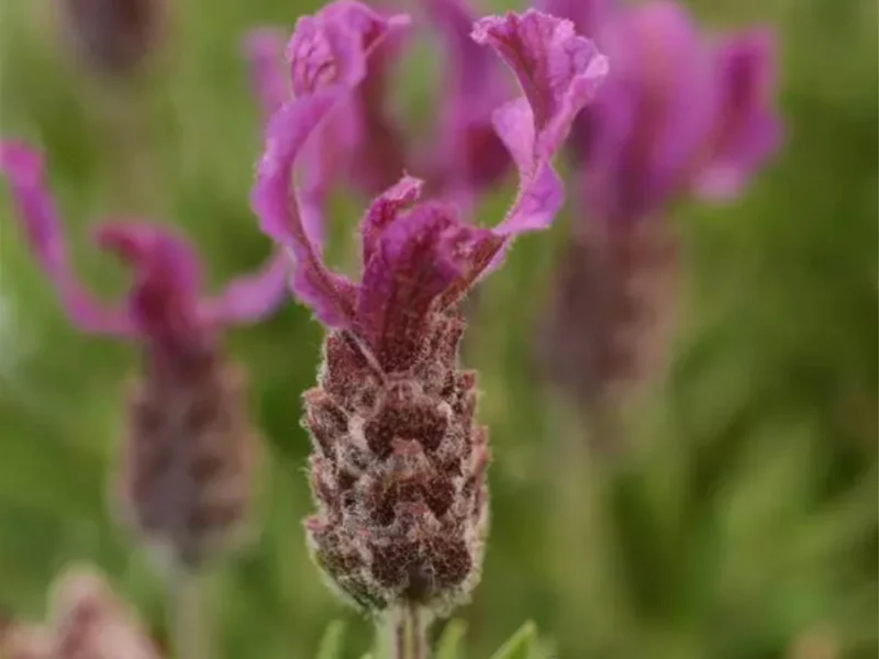 Lavandula Stoechas Spanish Lavender Live Plant, Fragrant Shrub, 4 inch Pot - Image 6