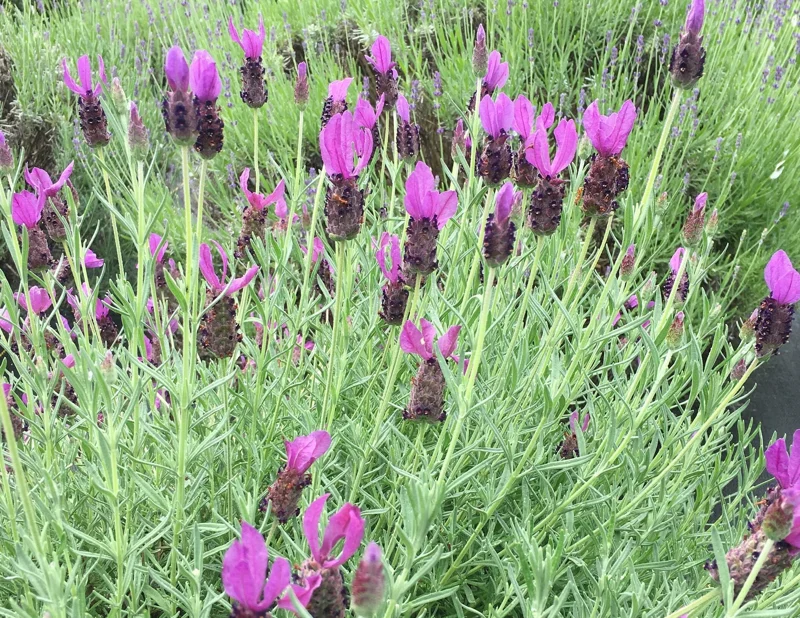 Lavandula Stoechas Spanish Lavender Live Plant, Fragrant Shrub, 4 inch Pot - Image 1