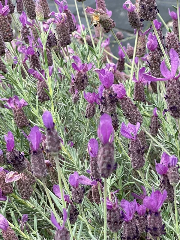 Lavandula Stoechas Spanish Lavender Live Plant, Fragrant Shrub, 4 inch Pot - Image 7