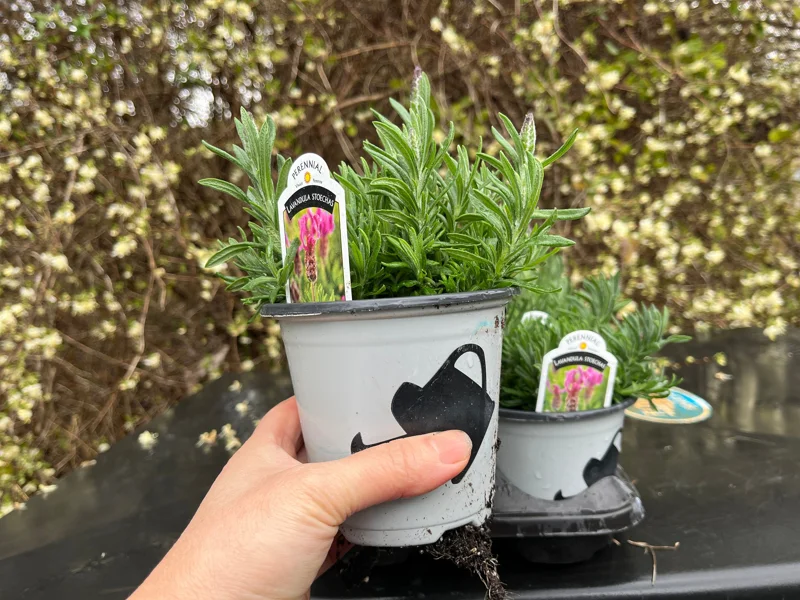 Lavandula Stoechas Spanish Lavender Live Plant, Fragrant Shrub, 4 inch Pot - Image 9