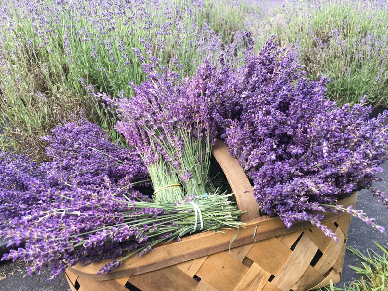 Lavender Buds for Skin Care, Home Fragrance, Cooking, DIY Projects - Dried Organic - Image 7
