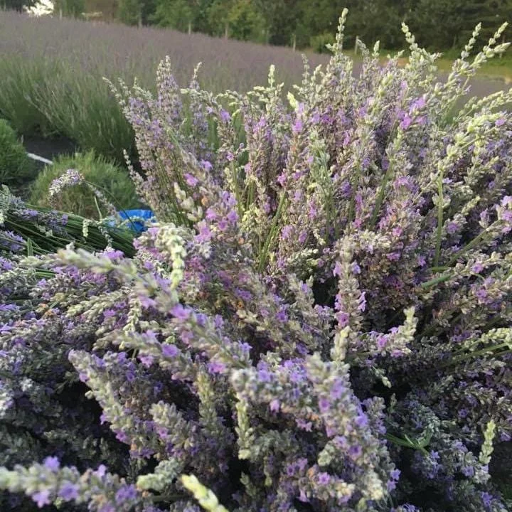 Lavender Buds for Skin Care, Home Fragrance, Cooking, DIY Projects - Dried Organic - Image 8