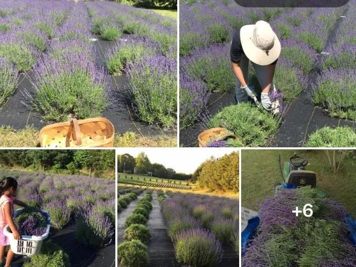 Lavender Buds for Skin Care, Home Fragrance, Cooking, DIY Projects - Dried Organic - Image 9