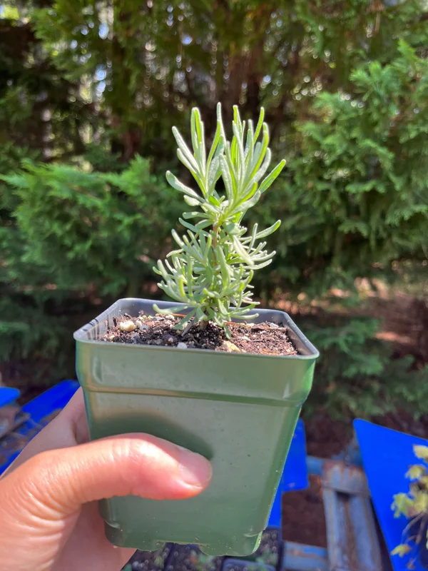 Lavender Live Plant – Aromatic Herb – 3.25 inch Pot – Outdoor Perennial - Image 10